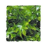 Zoo Med Kunst Planten Small Cannabis 36 cm_