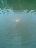 Amino Flash Wolkenbilder Geel_