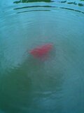 Amino Flash Wolkenbilder Rood_