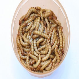 Levende Meelwormen Groot 250 gram