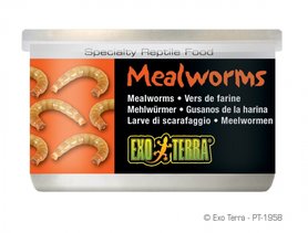 Exo Terra Mealworms 