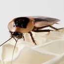 Kakkerlakken Groot 100 Stuks ( Blabtica Dubia )