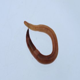 Voederwormen Klein 500 Gram