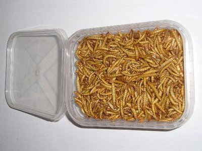 Gevriesdroogde Meelwormen 50 Gram