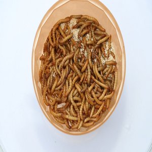 Levende Meelwormen Klein 1 kilo