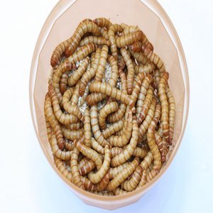 Levende Meelwormen Groot 50 gram