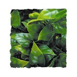 Zoo Med Kunst Planten Groot Mexican Phyllo 56 cm